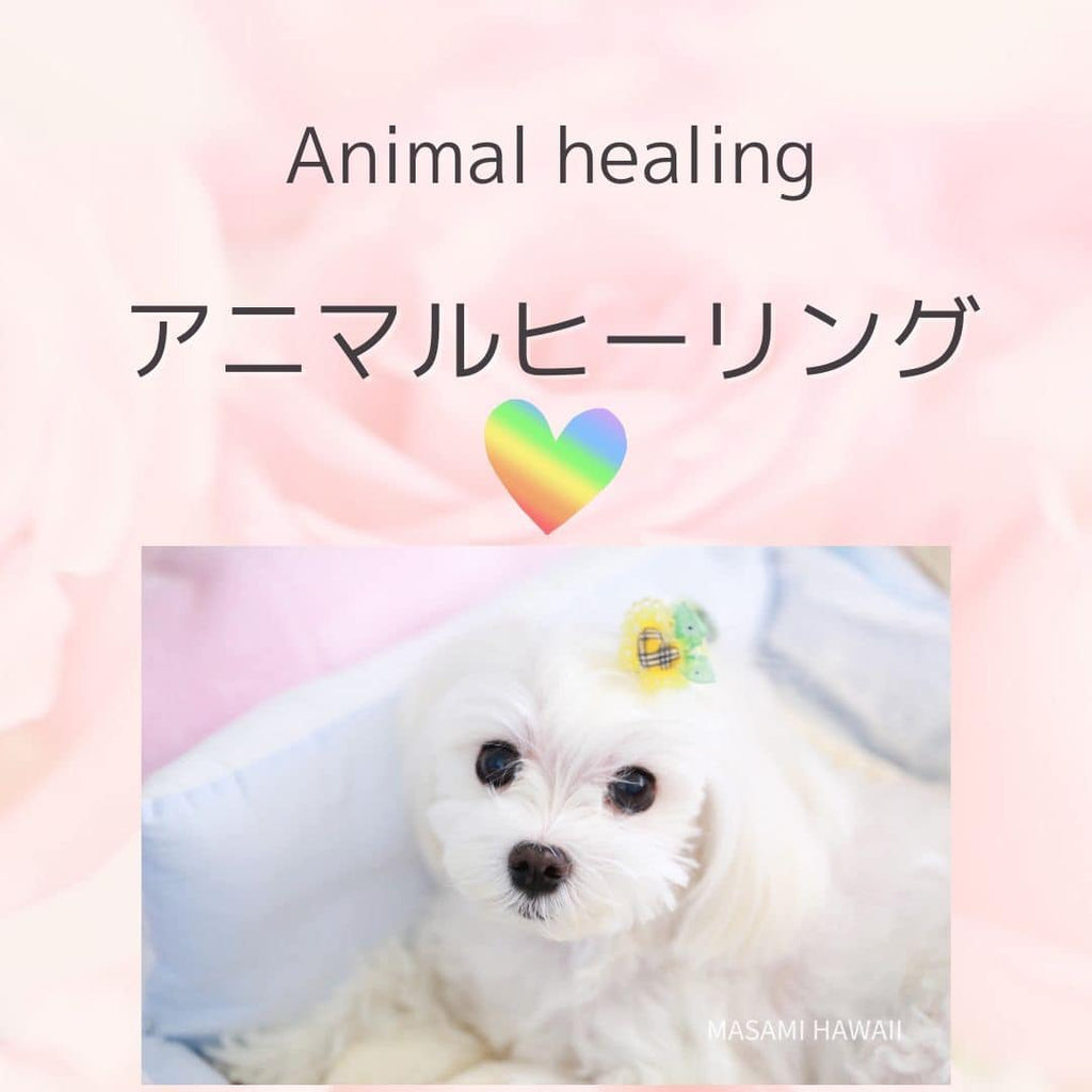 Animal Healing☆アニマルヒーリング