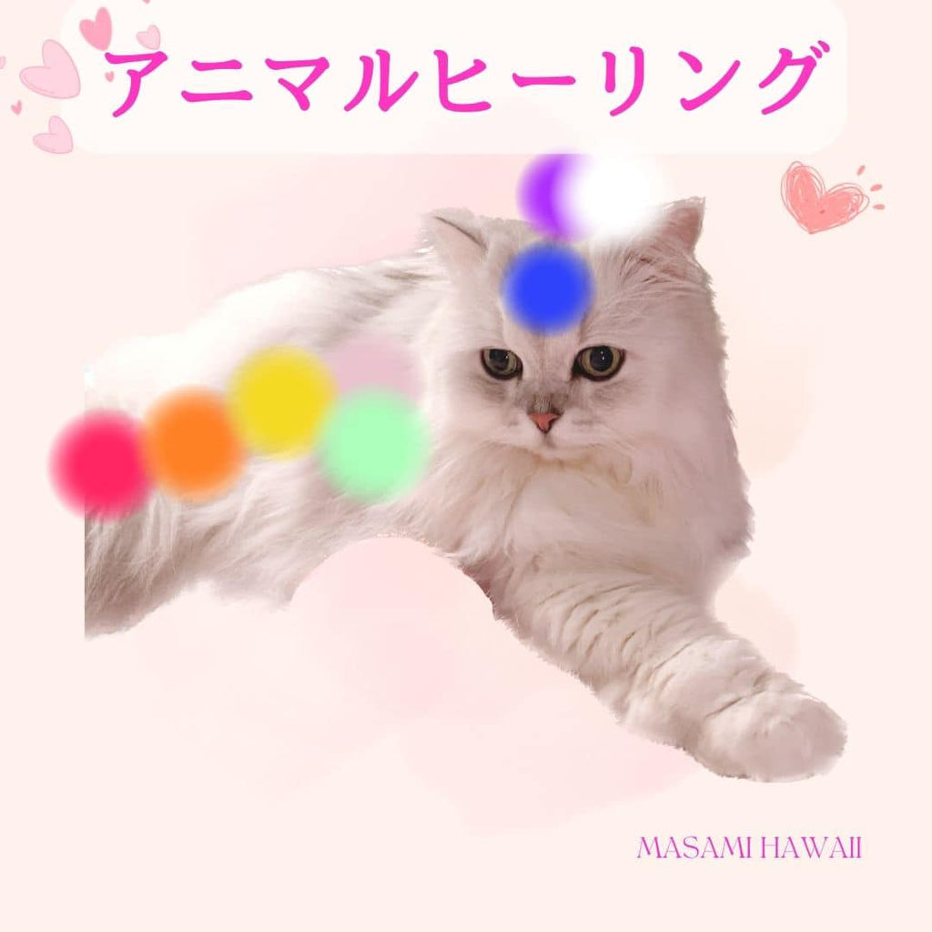 Animal healing☆アニマルヒーリング